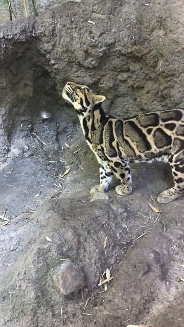 Clouded leopard 🤩 смотреть онлайн