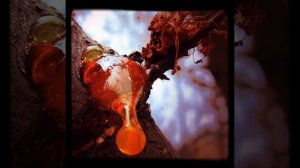 Золотая муха  Иоанна Хмелевская  Детектив