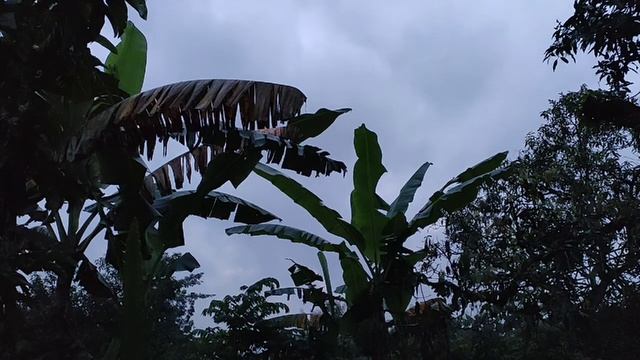 Mendengarkan Suasana Pagi Hari Sebelum Bushcraft, hidup di perkampungan Bojonegoro Jatim смотреть онлайн