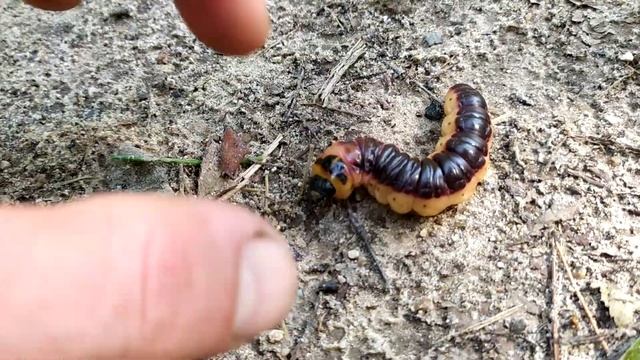 ✅ ГУСЕНИЦА Машка смотреть онлайн