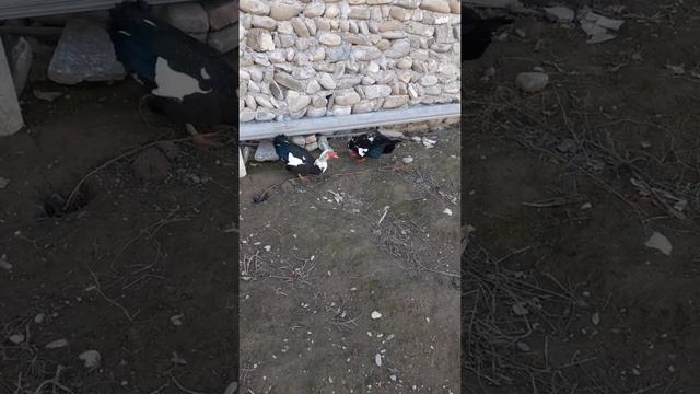 Мускусные утки самцы смотреть онлайн