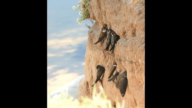 Евгений Соннов. Берег гнезд смотреть онлайн