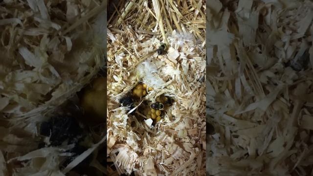 Bumblebee nest rescued from a chicken coop! смотреть онлайн