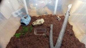 содержание остромордых лягушек