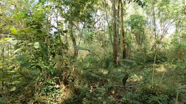 ท่องไพรส่งท้ายปีเก่า 9 ทุ่งหญ้าพันไร่ศุนย์รวมสัตว์