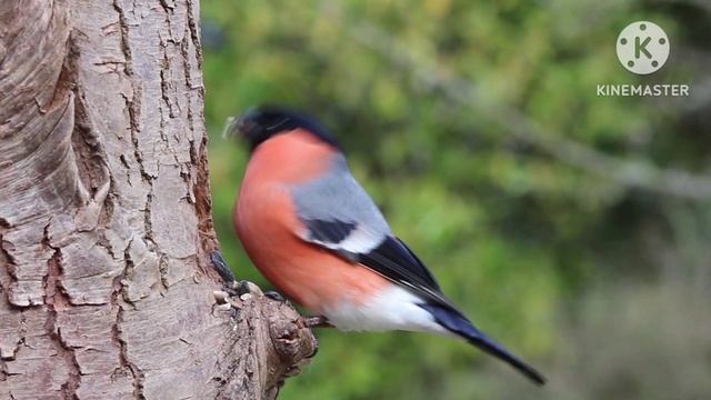 Colorful Birds In 4K - Planet Earth 4k | Beautiful Bird Sounds Nature Relaxation 4K Uhd 60 Fps смотреть онлайн