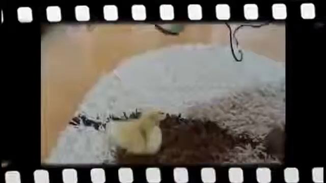Мегапозитивный домашний утенок смотреть онлайн