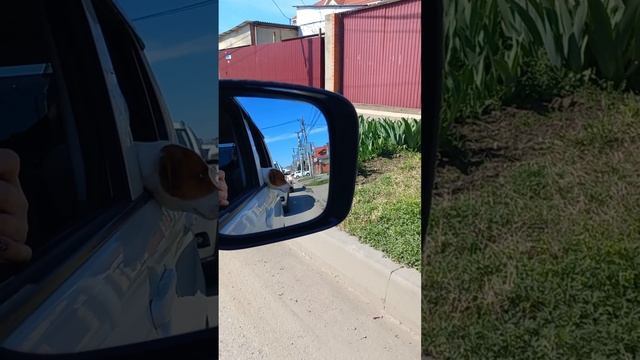 Краснодарский март #2024 #краснодар #собака #цветущийгород смотреть онлайн