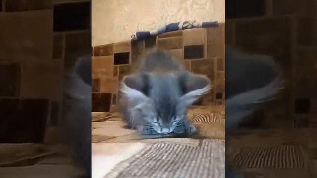 Котёнок Тося ест мандарины! смотреть онлайн