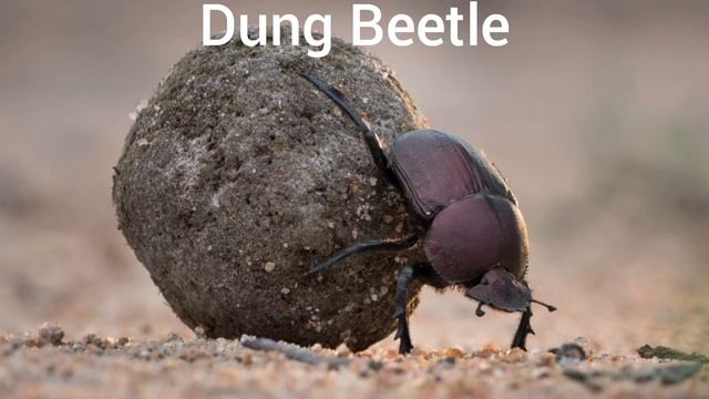 Amazing facts | about beetle | world strongest insect смотреть онлайн