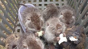 "Капустные" НУТРЯТА. Кого-нибудь, да забываю покормить. 14.03.25