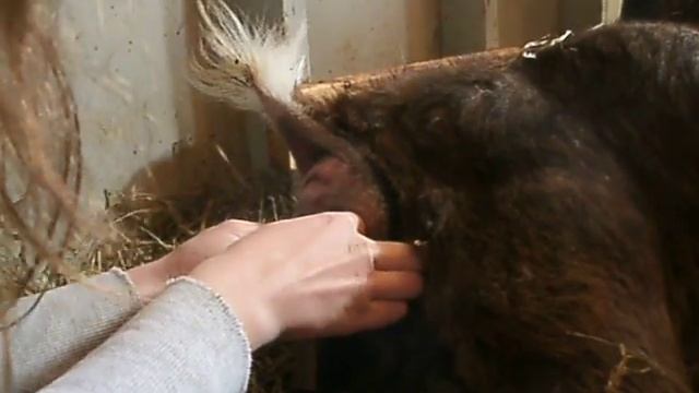 Triplet Goat Birth part 1 смотреть онлайн