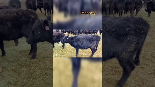 Телки 250 голов ср вес 215,Бычки 60 голов Ср вес 180 Ақтөбе облысы,Хромтау ауданы 87751689806 смотреть онлайн