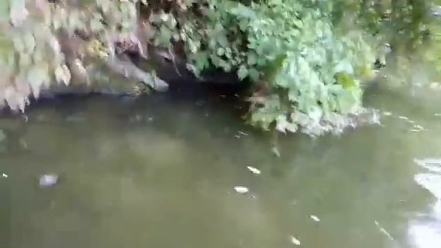 Масова загибель риби у р. Тетерів смотреть онлайн