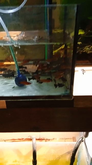 Продажные рыбы👀неожиданный нерест Винисуэла (оранж) 👍 смотреть онлайн