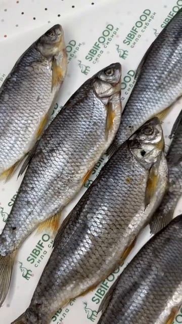 Чебак Якутский 🐟