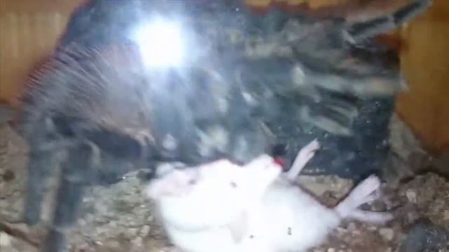 lasiodora 01 смотреть онлайн