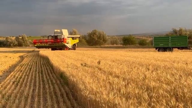 #tractorvlog / CLAAS TRION 710 & CLAAS AVERO 240