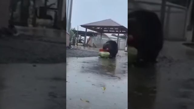 Семья бобров возвращается из ашана. смотреть онлайн