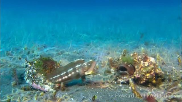 Diving in Ocean Requiem смотреть онлайн