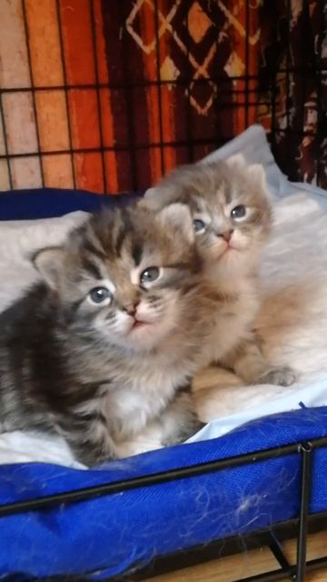 сибирские котята. siberian kittens. 15 days old. смотреть онлайн