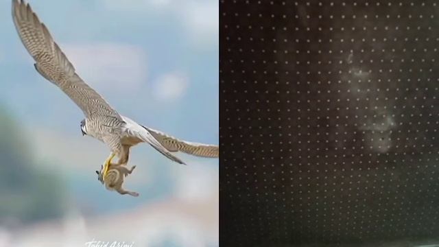 Falcon pregrine #wildlife #nature #falconry #photography #eagles #birds #wildlifephotography смотреть онлайн