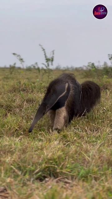 Anteater Sborder (चींटी खोर ) |#facts #anteater | Rakesh Official смотреть онлайн