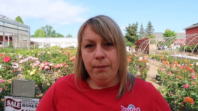 Weekly Update 6-6-20 :: Roses, New Crops, Greenhouse Sale & Fabulous Perennials! смотреть онлайн