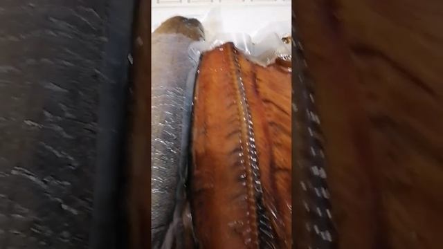 Дальневосточная рыба. кета х.к, и ленок х. к. смотреть онлайн