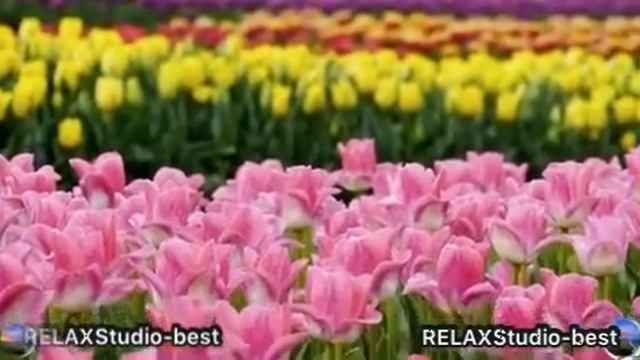 RELAXStudio-best / Fly Of Butterfly/ Soothing Pleasant Melody For Sleep