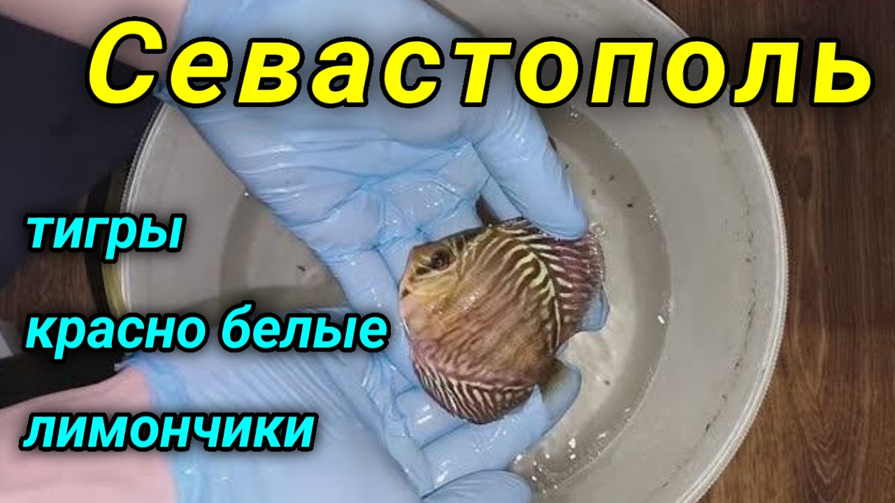 Дискусы Красно-белые, Тигры и Лимончики в Севастополь смотреть онлайн