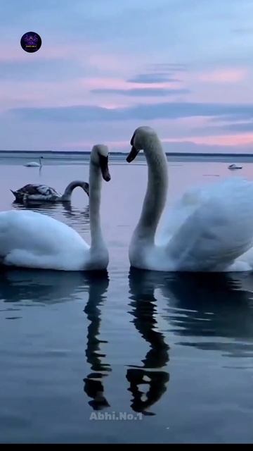 Crezy Facts About Animals🐹 |Random Facts|🤯Mind blowing Facts|#shorts #facts смотреть онлайн