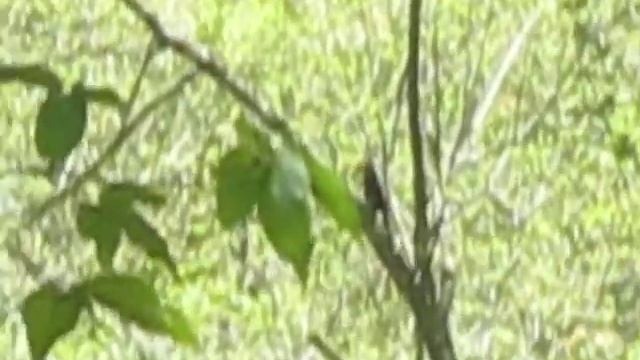 Pájaro TUCAN Tierno En Orotina C. Rica (Foto por: Hna. Sol) ElsalvayaHesavesnow Video 4/2013 смотреть онлайн