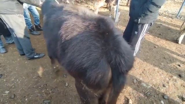 27 января 2022 г. ANDIJON ASAKA UZBEKISTAN MOL BOZORI SIGIRLAR NARXLARI смотреть онлайн