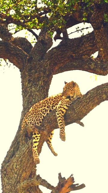 😂 Those LAZY CATS!! 😂 #nature #wildlife #animals #funnyanimals #cute #funnyshorts смотреть онлайн