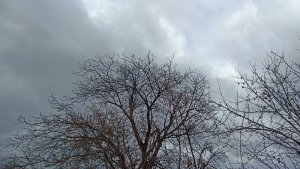 Зима вернулась... НУТРИИ и непогода. 19.03.25.