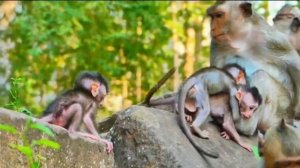 Ежедневные хлопоты макаки монументального облика    1000043255.mp4