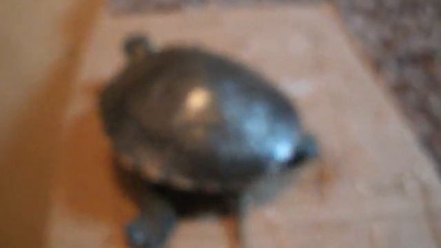 Turtle Tales number 1 смотреть онлайн