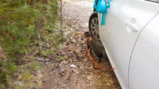 Готовим завтрак на кемпинге в coromandel смотреть онлайн