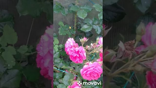 РОЗЫ, розочки смотреть онлайн