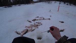 НАШЁЛ ПОД ВЕЧЕР РЫБНУЮ ЛУНКУ.ЗИМНЯЯ РЫБАЛКА НА ТАЁЖНОЙ РЕКЕ.