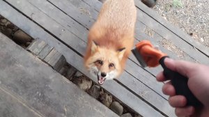 Лиса-Алиса. Лиса пришла почесаться