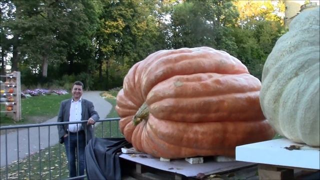 СУПЕР Мега ТЫКВЫ смотреть онлайн