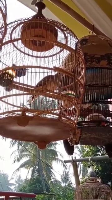 Related listening to birds singing of Turtle dove/Perkutut/Merbok #shorts смотреть онлайн