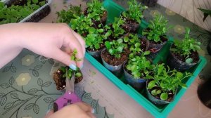 Стрижка, пикировка, прищипка. Отвечаю на ваши вопросы.