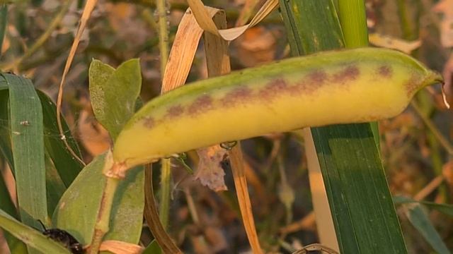 טופח גדול עם פירות Lathyrus ochrus with fruits смотреть онлайн