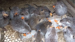 НУТРЯТА. Весенний лес. Кубань. 17.03.25.