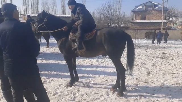 АТ ЖЫЛКЫ БААЛАРЫ АЛА-БУКА РАЙОНУ МАЛ БАЗАРЫ/ КАНАЛГА КАТТАЛГЫЛЫ ТУУГАНДАР смотреть онлайн