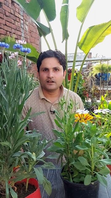 ये खरपतवार जर्मनी का राष्ट्रीय फूल है 🫨😵😲 смотреть онлайн