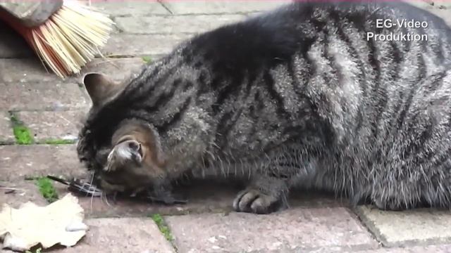 Katze frisst Vogel Cat eats bird Le chat mange l'oiseau Кошка питается птицей смотреть онлайн